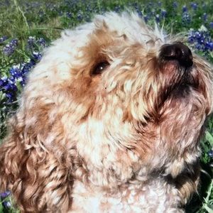 Meet your Posher, Bobbie